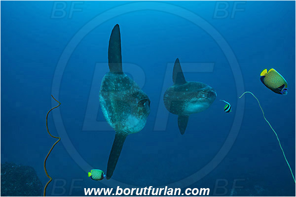 Nusa Penida, Bali, Indonesia, Mola mola, Mola, Molidae, Ocean sunfish, Sunfish, Fish, Heniochus acuminatus, Heniochus, Chaetodontidae, Longfin bannerfish, Bannerfish, Pomacanthus imperator, Pomacanthus, Pomacanthidae, Emperor Angelfish, Angelfish, Reef, Cleaning