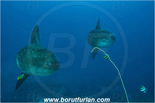 Nusa Penida, Bali, Indonesia, Mola mola, Mola, Molidae, Ocean sunfish, Sunfish, Fish, Heniochus acuminatus, Heniochus, Chaetodontidae, Longfin bannerfish, Bannerfish, Pomacanthus imperator, Pomacanthus, Pomacanthidae, Emperor Angelfish, Angelfish, Reef, Cleaning
