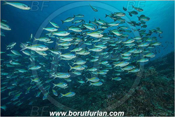Nusa Penida, Bali, Indonesia, Caesio xanthonota, Caesio, Caesionidae, Yellowback fusilier, Fusilier, Fish, Fish school, Reef