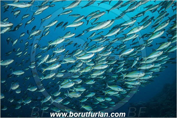 Nusa Penida, Bali, Indonesia, Caesio xanthonota, Caesio, Caesionidae, Yellowback fusilier, Fusilier, Fish, Fish school