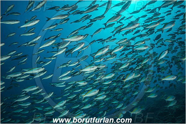 Nusa Penida, Bali, Indonesia, Caesio xanthonota, Caesio, Caesionidae, Yellowback fusilier, Fusilier, Fish, Fish school, Reef