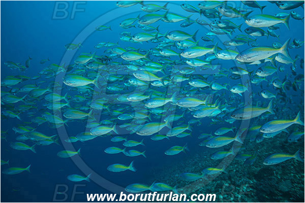 Nusa Penida, Bali, Indonesia, Caesio xanthonota, Caesio, Caesionidae, Yellowback fusilier, Fusilier, Fish, Fish school, Reef