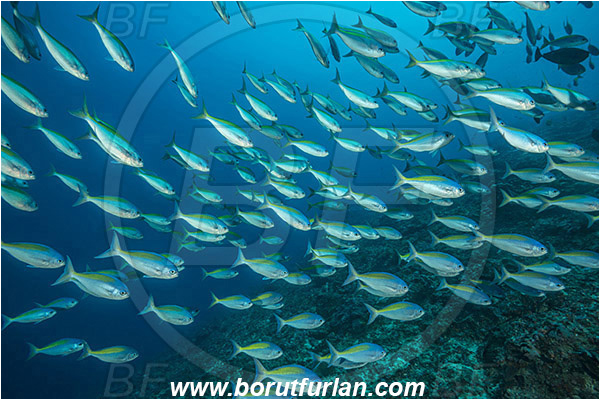 Nusa Penida, Bali, Indonesia, Caesio xanthonota, Caesio, Caesionidae, Yellowback fusilier, Fusilier, Fish, Fish school, Reef