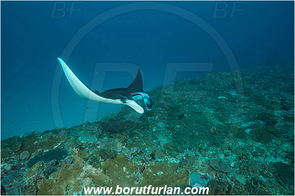Nusa Penida, Bali, Indonesia, Mobula birostris, Mobula, Myliobatidae, Elasmobranchii, Giant Manta, Manta, Fish, Reef