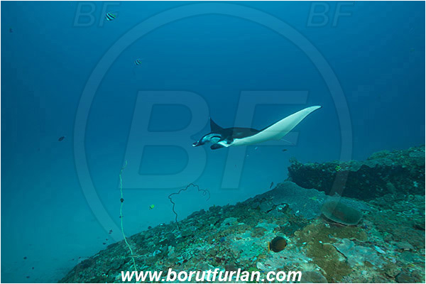 Nusa Penida, Bali, Indonesia, Mobula birostris, Mobula, Myliobatidae, Elasmobranchii, Giant Manta, Manta, Fish, Reef