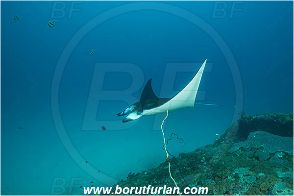 Nusa Penida, Bali, Indonesia, Mobula birostris, Mobula, Myliobatidae, Elasmobranchii, Giant Manta, Manta, Fish, Reef