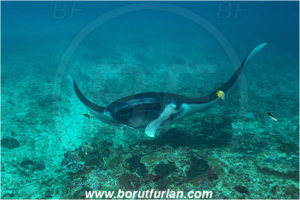 Nusa Penida, Bali, Indonesia, Mobula birostris, Mobula, Myliobatidae, Elasmobranchii, Giant Manta, Manta, Fish, Reef