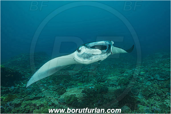 Nusa Penida, Bali, Indonesia, Mobula birostris, Mobula, Myliobatidae, Elasmobranchii, Giant Manta, Manta, Fish, Reef