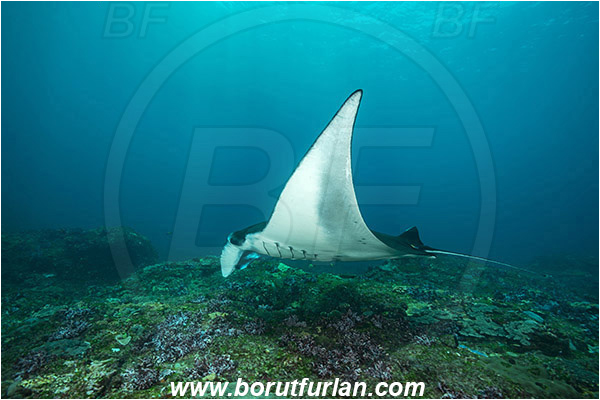Nusa Penida, Bali, Indonesia, Mobula birostris, Mobula, Myliobatidae, Elasmobranchii, Giant Manta, Manta, Fish, Reef