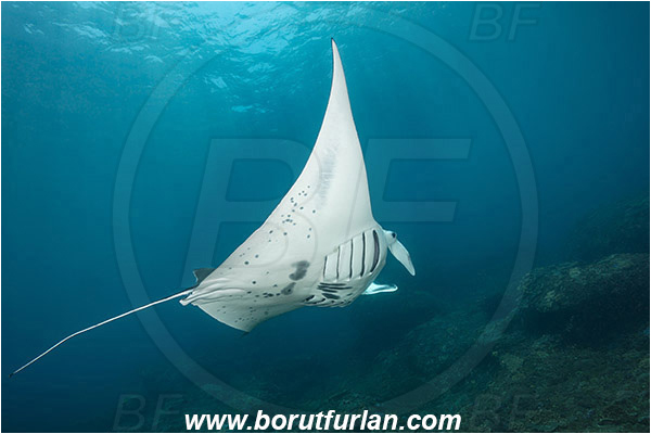 Nusa Penida, Bali, Indonesia, Mobula birostris, Mobula, Myliobatidae, Elasmobranchii, Giant Manta, Manta, Fish, Reef