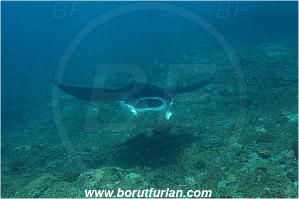 Nusa Penida, Bali, Indonesia, Mobula birostris, Mobula, Myliobatidae, Elasmobranchii, Giant Manta, Manta, Fish, Reef