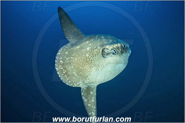 Nusa Penida, Bali, Indonesia, Mola mola, Mola, Molidae, Ocean sunfish, Sunfish, Fish
