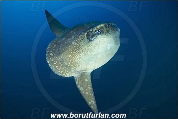Nusa Penida, Bali, Indonesia, Mola mola, Mola, Molidae, Ocean sunfish, Sunfish, Fish