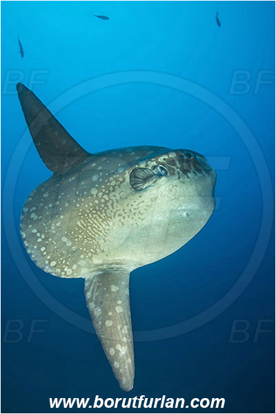 Nusa Penida, Bali, Indonesia, Mola mola, Mola, Molidae, Ocean sunfish, Sunfish, Fish