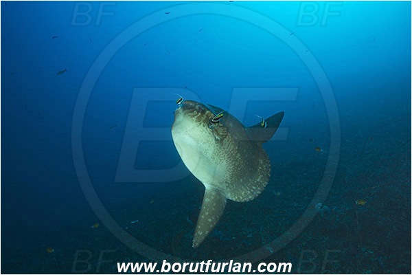 Nusa Penida, Bali, Indonesia, Mola mola, Mola, Molidae, Ocean sunfish, Sunfish, Fish, Heniochus acuminatus, Heniochus, Chaetodontidae, Longfin bannerfish, Bannerfish, Reef, Cleaning