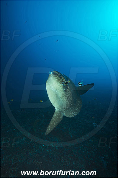 Nusa Penida, Bali, Indonesia, Mola mola, Mola, Molidae, Ocean sunfish, Sunfish, Fish, Heniochus acuminatus, Heniochus, Chaetodontidae, Longfin bannerfish, Bannerfish, Reef, Cleaning