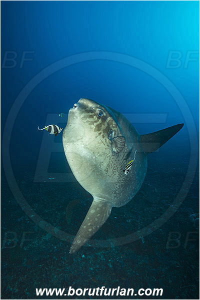 Nusa Penida, Bali, Indonesia, Mola mola, Mola, Molidae, Ocean sunfish, Sunfish, Fish, Heniochus acuminatus, Heniochus, Chaetodontidae, Longfin bannerfish, Bannerfish, Reef, Cleaning