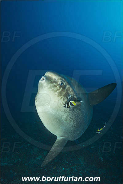 Nusa Penida, Bali, Indonesia, Mola mola, Mola, Molidae, Ocean sunfish, Sunfish, Fish, Heniochus acuminatus, Heniochus, Chaetodontidae, Longfin bannerfish, Bannerfish, Reef, Cleaning