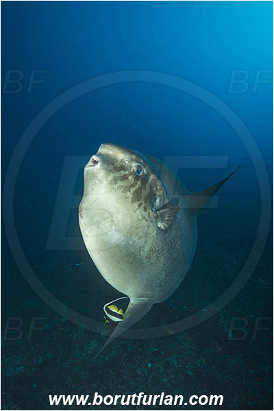 Nusa Penida, Bali, Indonesia, Mola mola, Mola, Molidae, Ocean sunfish, Sunfish, Fish, Heniochus acuminatus, Heniochus, Chaetodontidae, Longfin bannerfish, Bannerfish, Reef, Cleaning
