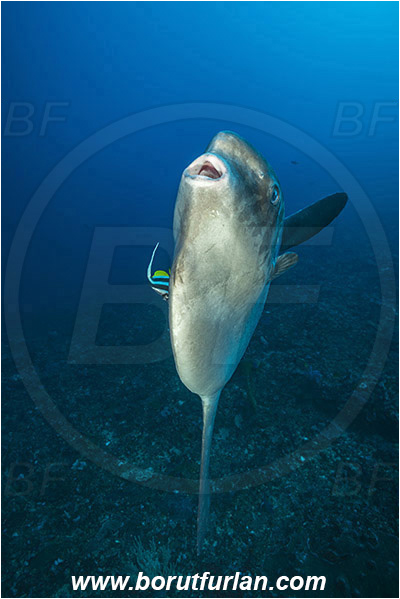 Nusa Penida, Bali, Indonesia, Mola mola, Mola, Molidae, Ocean sunfish, Sunfish, Fish, Heniochus acuminatus, Heniochus, Chaetodontidae, Longfin bannerfish, Bannerfish, Reef, Cleaning