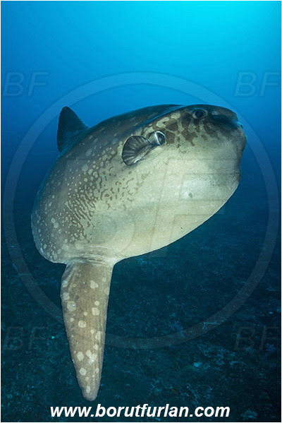 Nusa Penida, Bali, Indonesia, Mola mola, Mola, Molidae, Ocean sunfish, Sunfish, Fish, Reef