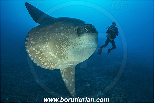 Nusa Penida, Bali, Indonesia, Mola mola, Mola, Molidae, Ocean sunfish, Sunfish, Fish, Reef, Diver