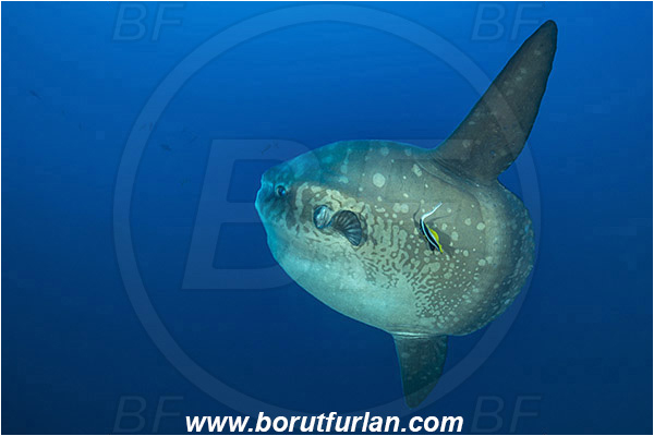Nusa Penida, Bali, Indonesia, Mola mola, Mola, Molidae, Ocean sunfish, Sunfish, Fish, Heniochus acuminatus, Heniochus, Chaetodontidae, Longfin bannerfish, Bannerfish, Cleaning