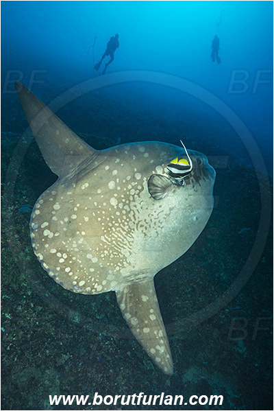 Nusa Penida, Bali, Indonesia, Mola mola, Mola, Molidae, Ocean sunfish, Sunfish, Fish, Heniochus acuminatus, Heniochus, Chaetodontidae, Longfin bannerfish, Bannerfish, Reef, Cleaning