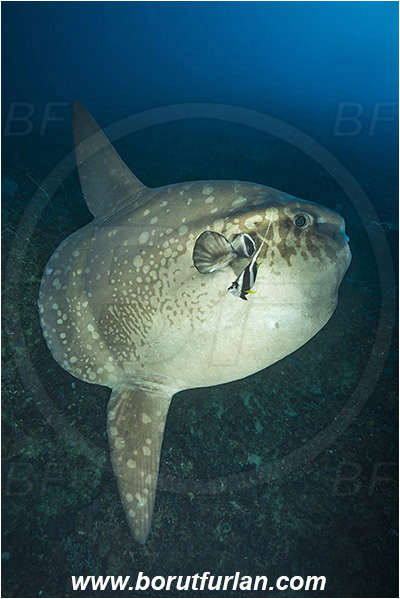 Nusa Penida, Bali, Indonesia, Mola mola, Mola, Molidae, Ocean sunfish, Sunfish, Fish, Heniochus acuminatus, Heniochus, Chaetodontidae, Longfin bannerfish, Bannerfish, Reef, Cleaning