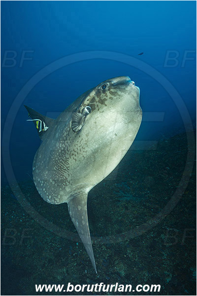 Nusa Penida, Bali, Indonesia, Mola mola, Mola, Molidae, Ocean sunfish, Sunfish, Fish, Heniochus acuminatus, Heniochus, Chaetodontidae, Longfin bannerfish, Bannerfish, Reef, Cleaning
