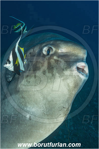 Nusa Penida, Bali, Indonesia, Mola mola, Mola, Molidae, Ocean sunfish, Sunfish, Fish, Portrait, Heniochus acuminatus, Heniochus, Chaetodontidae, Longfin bannerfish, Bannerfish, Cleaning