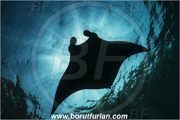Nusa Penida, Bali, Indonesia, Mobula birostris, Mobula, Myliobatidae, Elasmobranchii, Giant Manta, Manta, Fish, Surface, Light rays