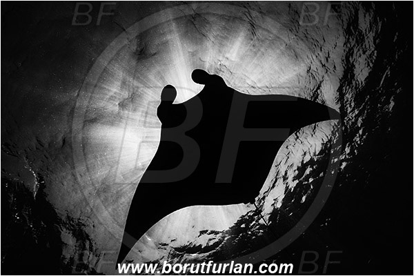 Nusa Penida, Bali, Indonesia, Mobula birostris, Mobula, Myliobatidae, Elasmobranchii, Giant Manta, Manta, Fish, Surface, Light rays