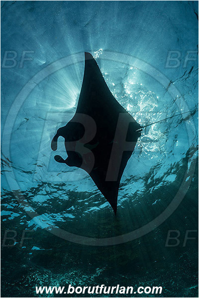 Nusa Penida, Bali, Indonesia, Mobula birostris, Mobula, Myliobatidae, Elasmobranchii, Giant Manta, Manta, Fish, Surface, Light rays