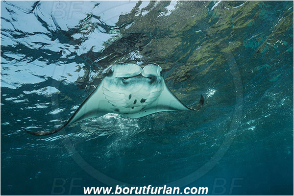 Nusa Penida, Bali, Indonesia, Mobula birostris, Mobula, Myliobatidae, Elasmobranchii, Giant Manta, Manta, Fish, Surface