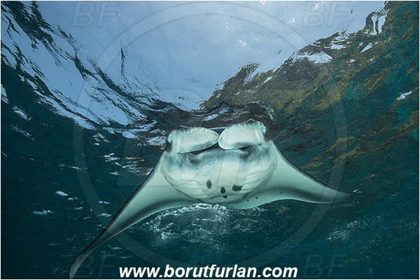 Nusa Penida, Bali, Indonesia, Mobula birostris, Mobula, Myliobatidae, Elasmobranchii, Giant Manta, Manta, Fish, Surface