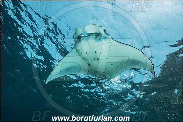 Nusa Penida, Bali, Indonesia, Mobula birostris, Mobula, Myliobatidae, Elasmobranchii, Giant Manta, Manta, Fish, Surface