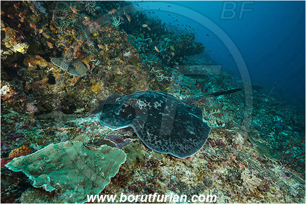 Nusa Penida, Bali, Indonesia, Taeniura meyeni, Taeniura, Dasyatidae, Elasmobranchii, Round ribbontail ray, Ray, Fish, Reef