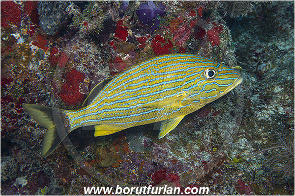 Jardines de la Reina, Cuba, Caribbean sea, Atlantic ocean, Haemulon sciurus, Haemulon, Haemulidae, Bluestriped grunt, Grunt, Fish