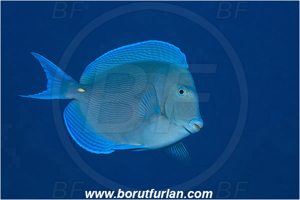 Jardines de la Reina, Cuba, Caribbean sea, Atlantic ocean, Acanthurus coeruleus, Acanthurus, Acanthuridae, Blue tang, Surgeonfish, Fish