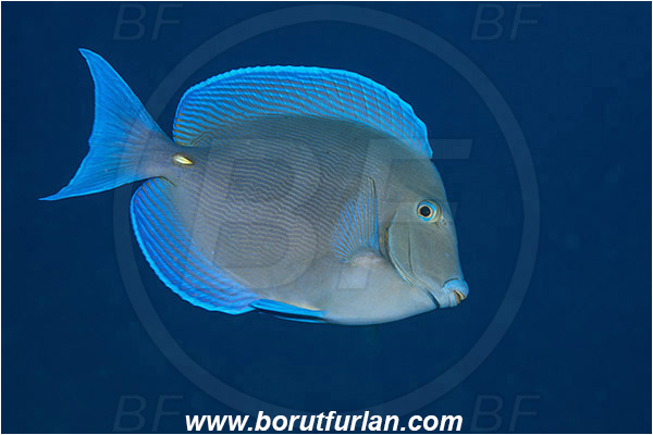 Jardines de la Reina, Cuba, Caribbean sea, Atlantic ocean, Acanthurus coeruleus, Acanthurus, Acanthuridae, Blue tang, Surgeonfish, Fish