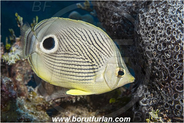 Jardines de la Reina, Cuba, Caribbean sea, Atlantic ocean, Chaetodon capistratus, Chaetodon, Chaetodontidae, Foureye butterflyfish, Butterflyfish, Fish