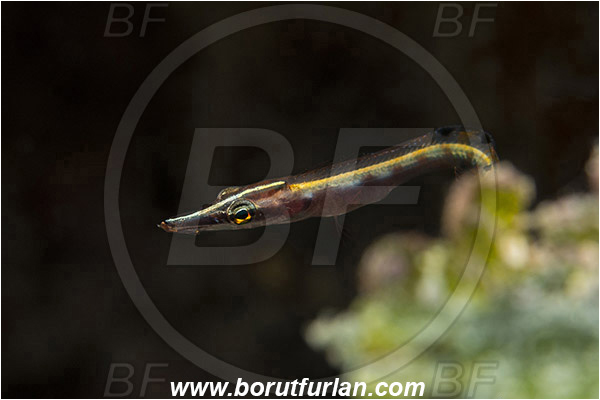 Jardines de la Reina, Cuba, Caribbean sea, Atlantic ocean, Lucayablennius zingaro, Lucayablennius, Blenniidae, Arrow blenny, Blenny, Fish