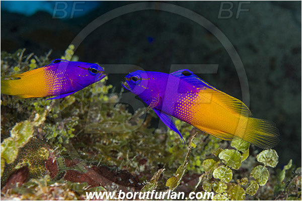 Jardines de la Reina, Cuba, Caribbean sea, Atlantic ocean, Gramma loreto, Gramma, Grammatidae, Royal gramma, Fairy Basslet, Fish