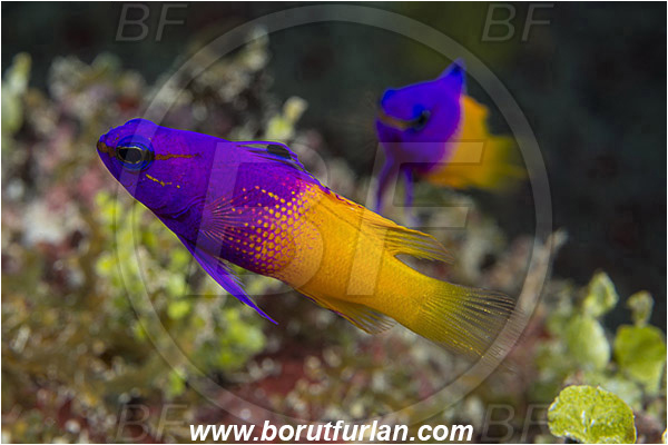 Jardines de la Reina, Cuba, Caribbean sea, Atlantic ocean, Gramma loreto, Gramma, Grammatidae, Royal gramma, Fairy Basslet, Fish