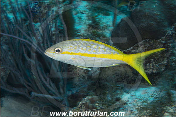 Jardines de la Reina, Cuba, Caribbean sea, Atlantic ocean, Ocyurus chrysurus, Ocyurus, Lutjanidae, Yellowtail snapper, Snapper, Fish