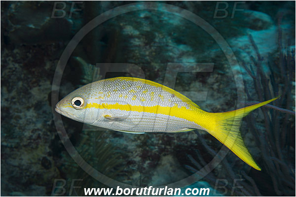 Jardines de la Reina, Cuba, Caribbean sea, Atlantic ocean, Ocyurus chrysurus, Ocyurus, Lutjanidae, Yellowtail snapper, Snapper, Fish