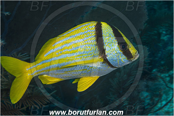 Jardines de la Reina, Cuba, Caribbean sea, Atlantic ocean, Anisotremus virginicus, Anisotremus, Haemulidae, Porkfish, Grunt, Fish