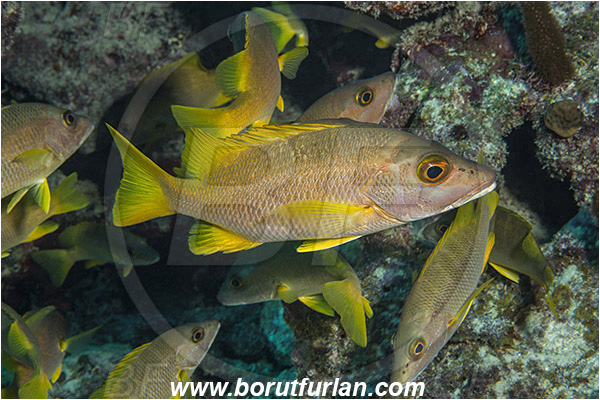 Jardines de la Reina, Cuba, Caribbean sea, Atlantic ocean, Lutjanus apodus, Lutjanus, Lutjanidae, Schoolmaster snapper, Snapper, Fish