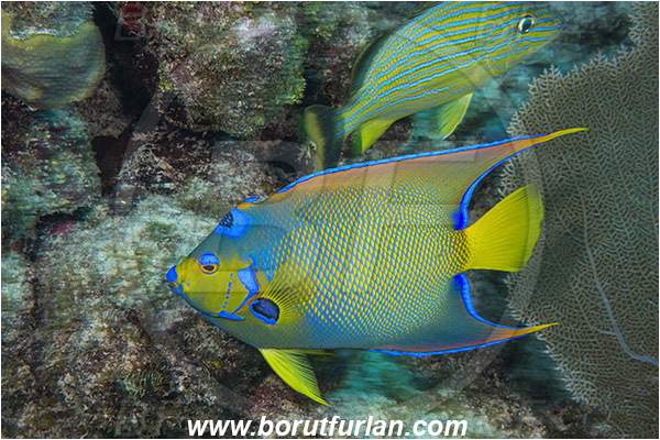 Jardines de la Reina, Cuba, Caribbean sea, Atlantic ocean, Holacanthus ciliaris, Holacanthus, Pomacanthidae, Queen angelfish, Angelfish, Fish